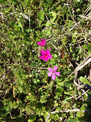 Phlox cuspidata