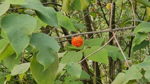 Paper mulberry