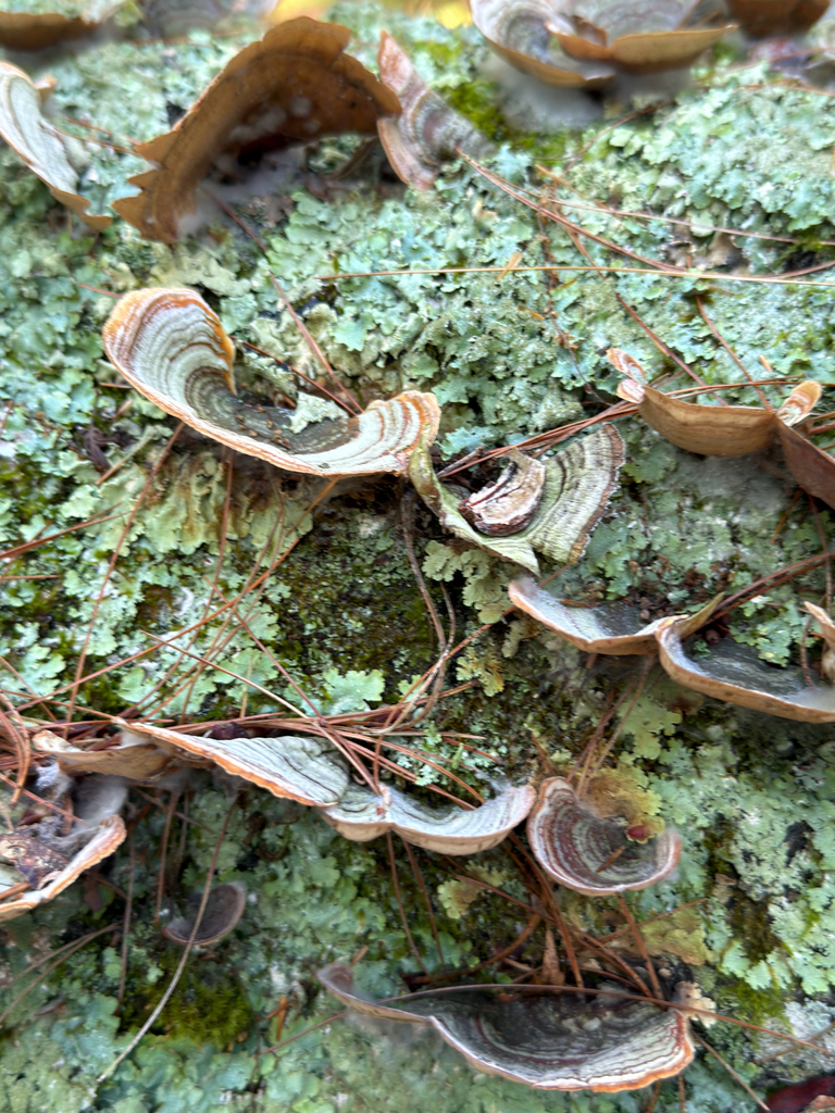 False Turkeytail · September 2026 · photo: Photo: (c) Eli Talhouk, some rights reserved (CC BY) · iNaturalist