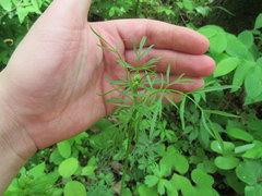 Perideridia americana