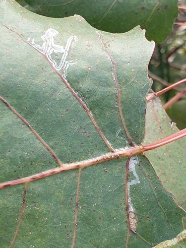 Stigmella populetorum