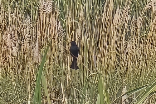 Black Drongo