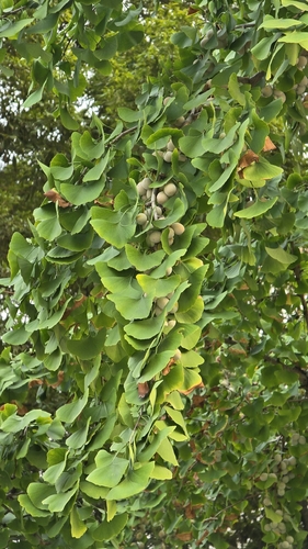 ginkgo