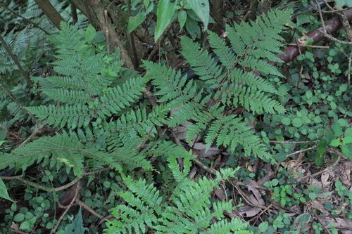 Ctenitis subglandulosa observed 2026-08-30
