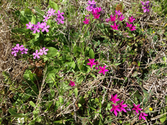 Phlox cuspidata