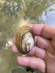 Lampsilis straminea