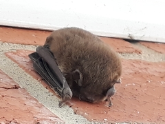 Vespadelus vulturnus
