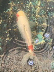Cyprinus rubrofuscus