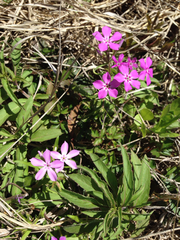 Phlox cuspidata