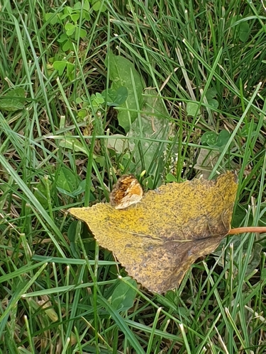 Pearl Crescent