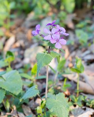 Lunaria annua