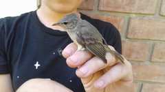 Camptostoma obsoletum