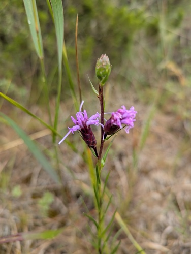 Liatris cylindracea, photograph 1