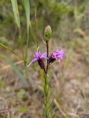 Liatris cylindracea