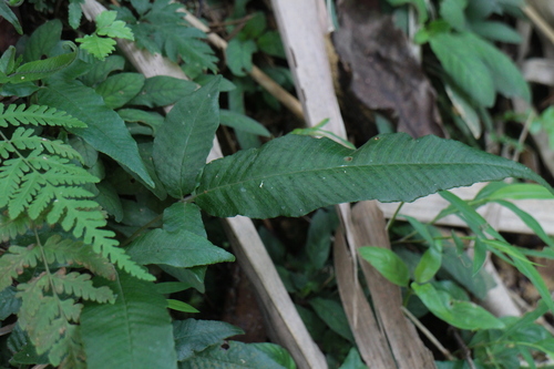 Grypothrix triphylla observed 2026-08-30