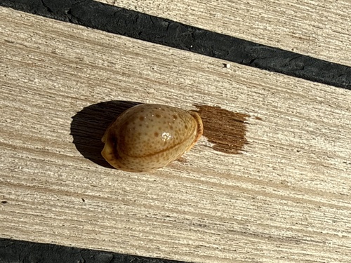 Naria spurca observed 2026-09-04
