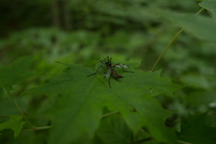 Dictenidia bimaculata