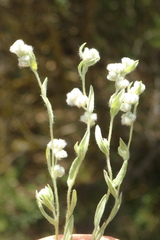 Micropus californicus