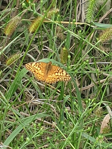 Variegated Fritillary