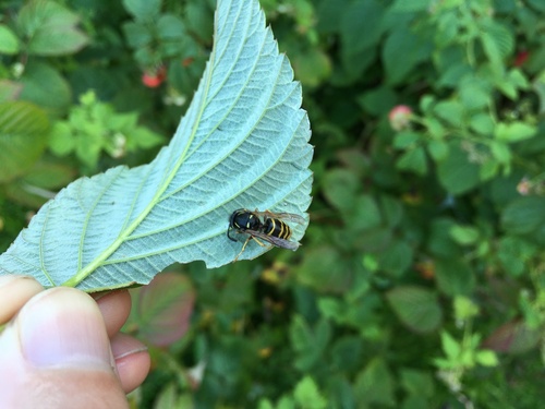 Saxon Wasp