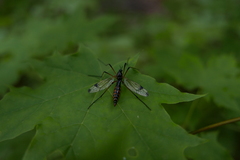 Dictenidia bimaculata