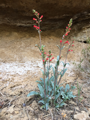 Penstemon utahensis
