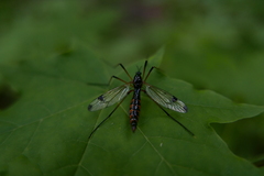 Dictenidia bimaculata