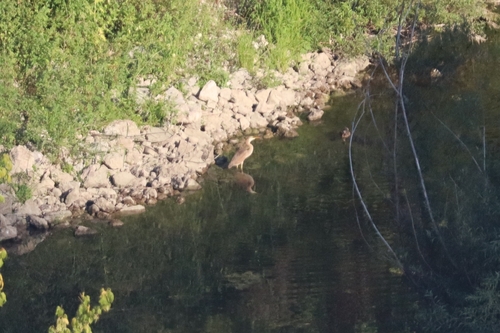 Purple Heron