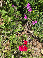 Phlox drummondii drummondii