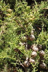 Cupressus forbesii