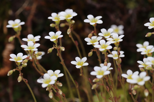 tufted saxifrage
