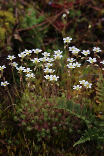 tufted saxifrage