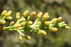 Cupressus forbesii