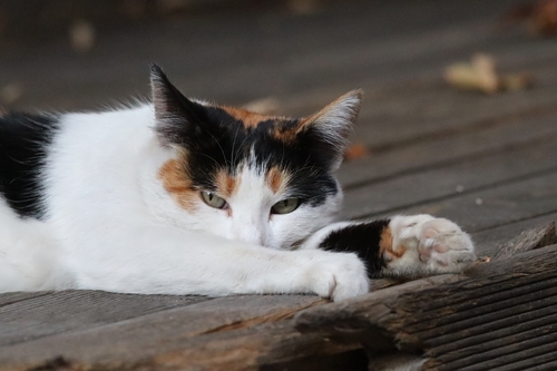 Domestic Cat