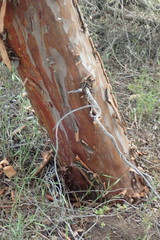 Cupressus forbesii