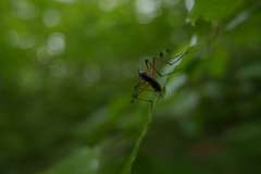 Dictenidia bimaculata