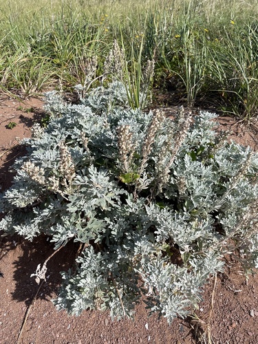 Hoary Mugwort