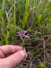 Buchnera americana, photograph (c) Brad McLeod, some rights reserved (CC BY)