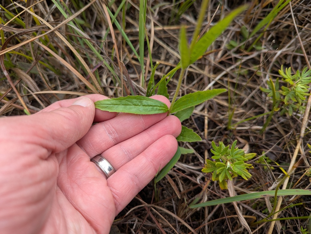 Buchnera americana; photograph (c) Brad McLeod, some rights reserved (CC BY)