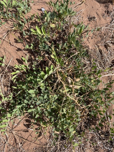 seaside pea