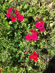 Phlox drummondii drummondii