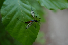 Dictenidia bimaculata