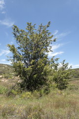 Cupressus forbesii