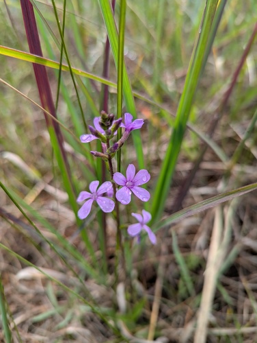 Buchnera americana, photograph 2