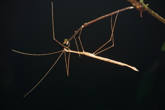 Sipyloidea larryi