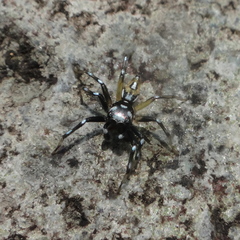 Phintella bifurcilinea