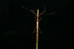 Sipyloidea larryi