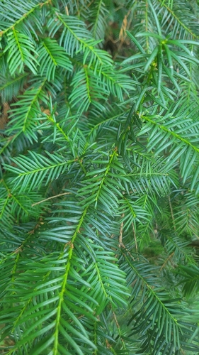 common yew