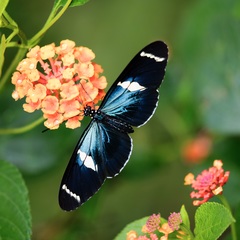 Heliconius sara sprucei