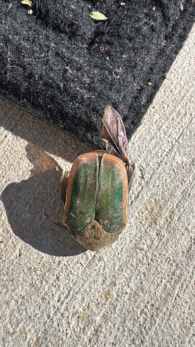 Figeater Beetle